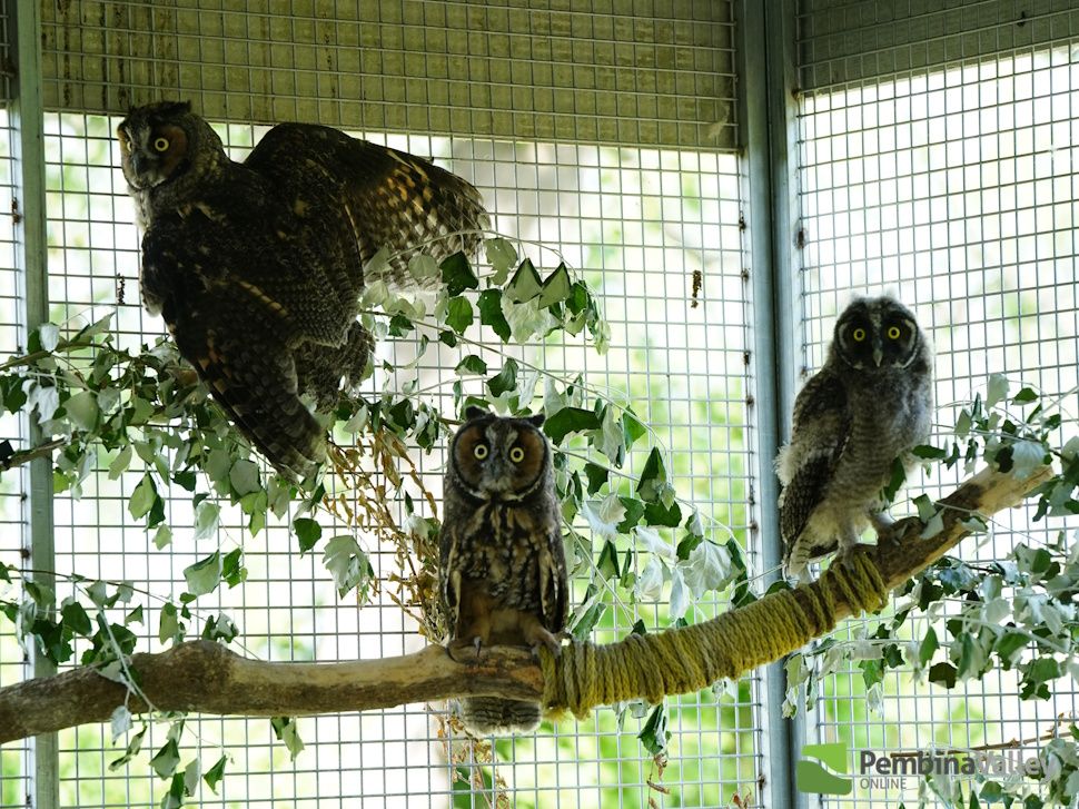 owls